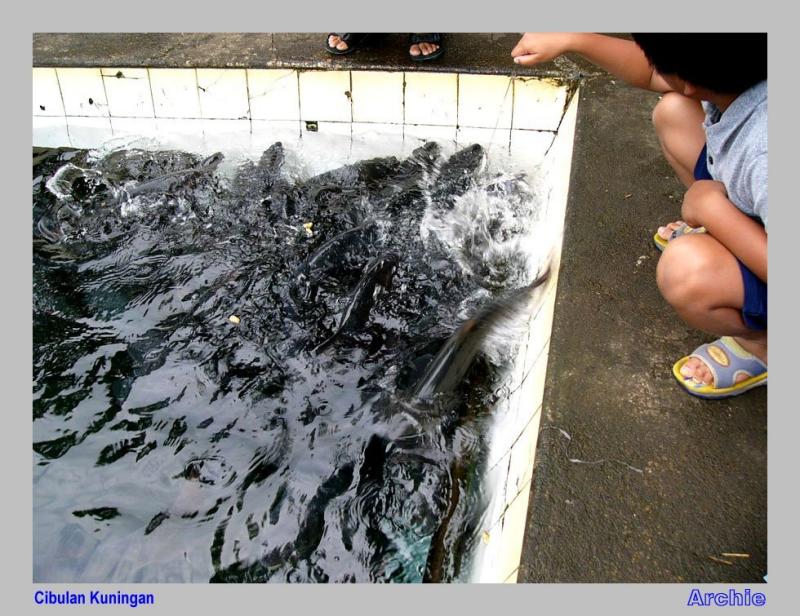 Bermain2 dgn Ikan Kancra