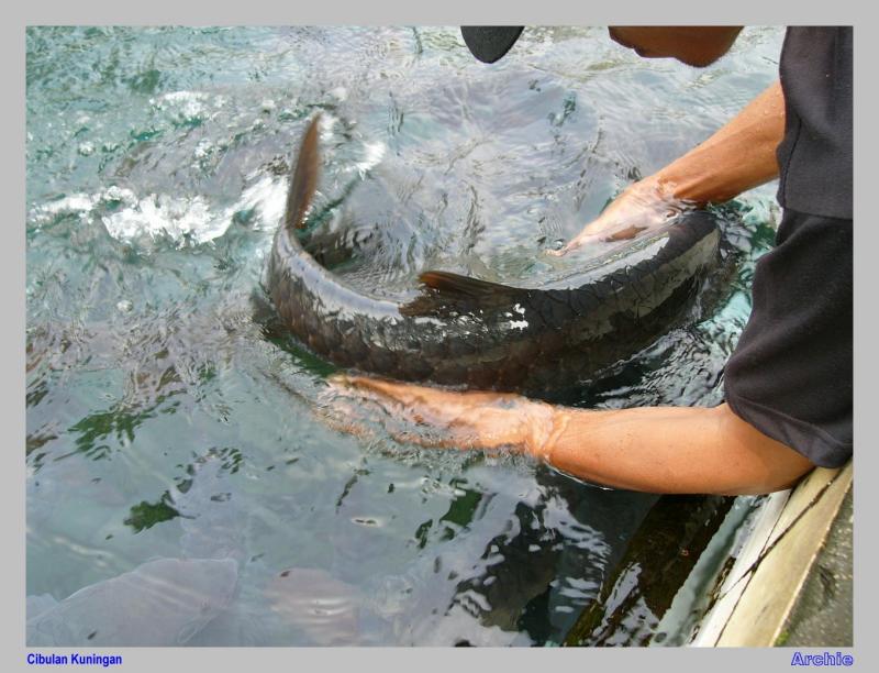 Bermain2 dgn Ikan