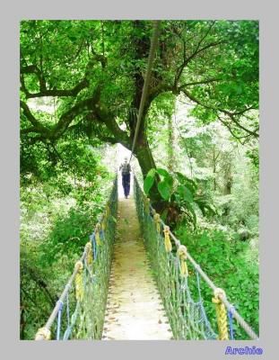 Halimun Canopy Walk