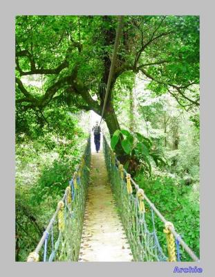 Halimun Canopy Walk