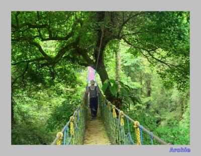 Halimun Canopy Trail