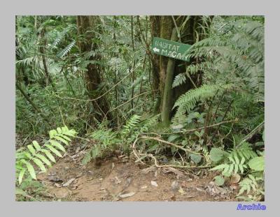 Halimun habitat macan