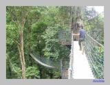Halimun Canopy Trail