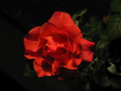IMG_1221.jpg