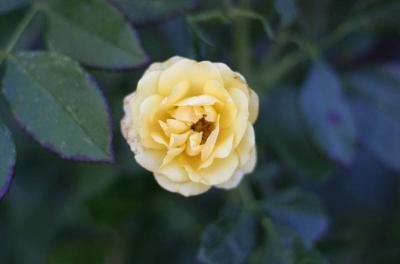 IMG_7383.jpg