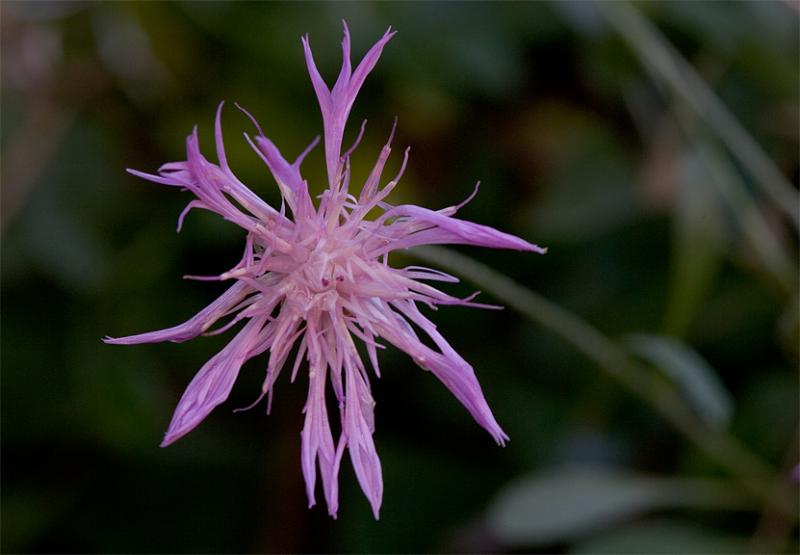 Flower .