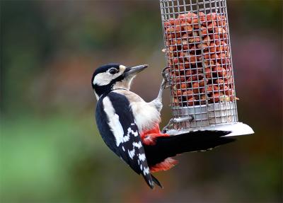 Great Spotted Woodpecker .