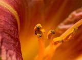 Day Lily  2