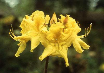 'April Yellow'