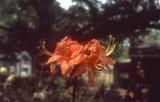 Spring Fandango