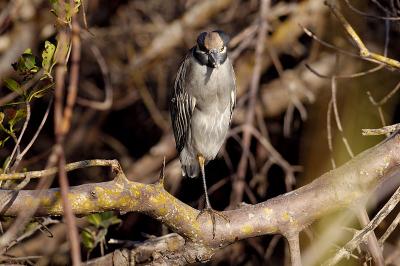 DSC_1966web.jpg