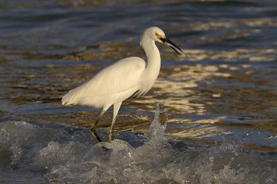 DSC_2255web.jpg