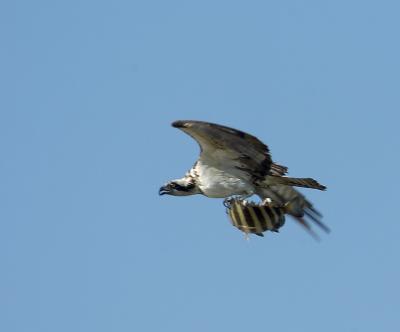 _DSC1995web.jpg
