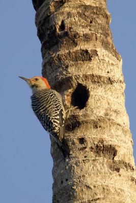 DSC_2533web.jpg
