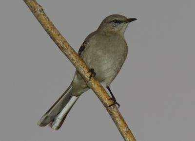 u48/baja_traveler/medium/37070012.MockingBird.jpg