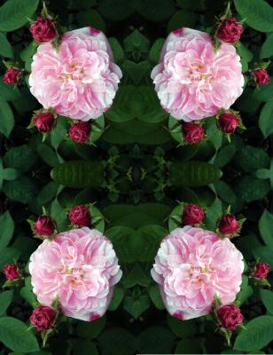 rosecollage.jpg