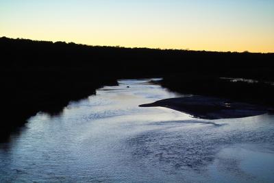 wild pig in river