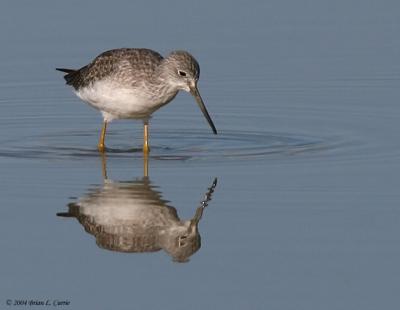 Greater Yellowlegs (20D) IMG_0779_filtered pbase 12-5-04.jpg