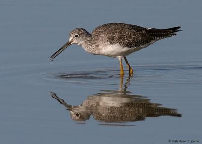 Greater Yellowlegs (20D) IMG_0784_filtered pbase 12-5-04.jpg