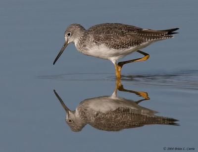 Greater Yellowlegs (20D) IMG_0789_filtered pbase 12-5-04.jpg