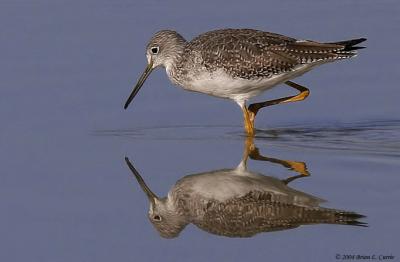 Greater Yellowlegs (20D) IMG_0789 A_filtered pbase 12-5-04.jpg