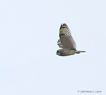 Short-eared Owl 162_6272_filtered pbase 7-2-04.jpg