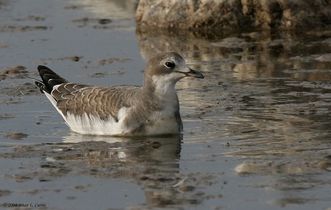 Sabines Gull (Juvenile) (20D) IMG_0661_filtered pbase 10-31-04.jpg