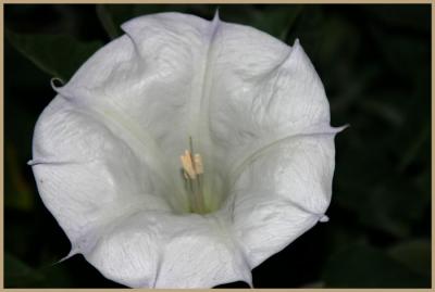 Datura