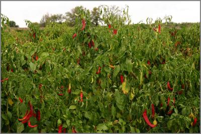 Red Chili Peppers Galore