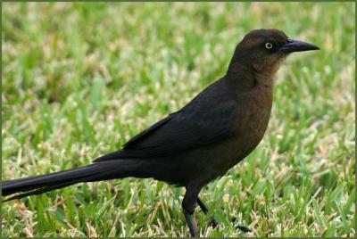 Grackle