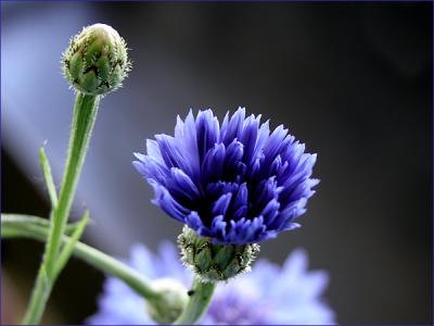 u48/bela45/medium/31019565.cornflower.jpg