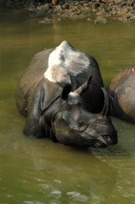 Rhino safari