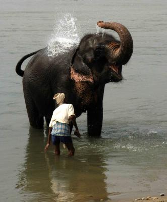 elephant washing