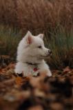 Nov30a_04_354.JPG