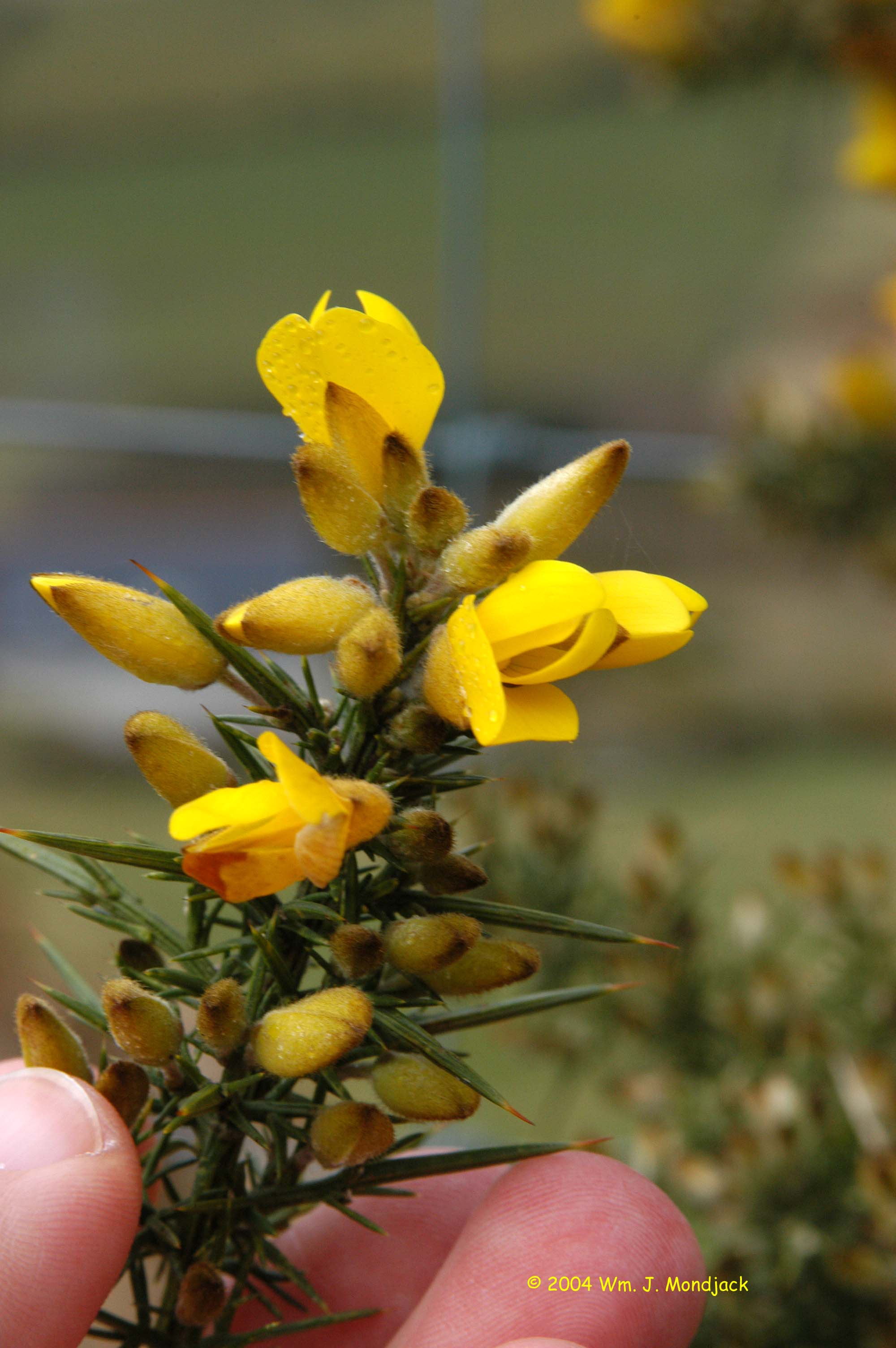 Gorse