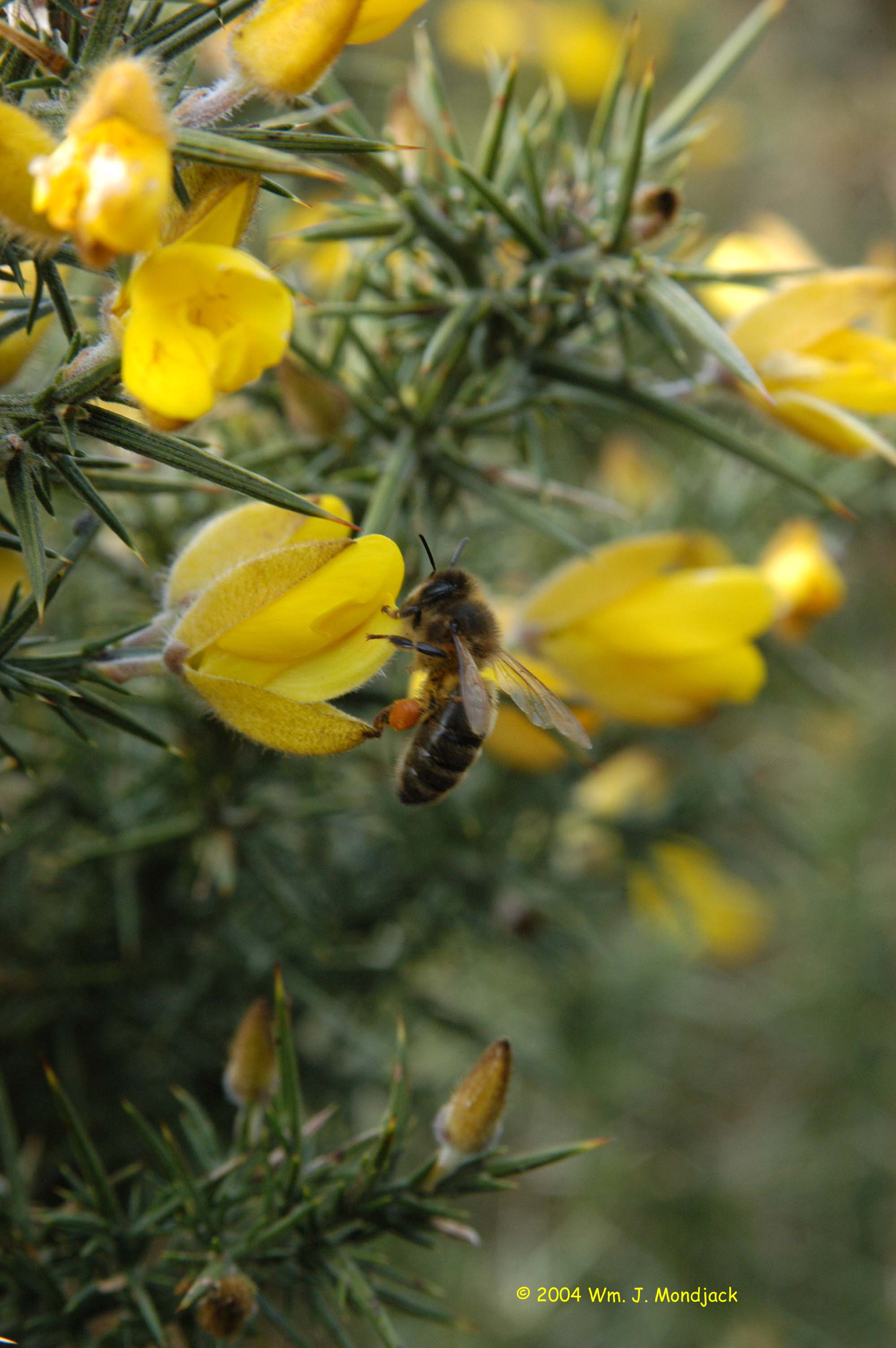 Dark Irish Bee on Gorse