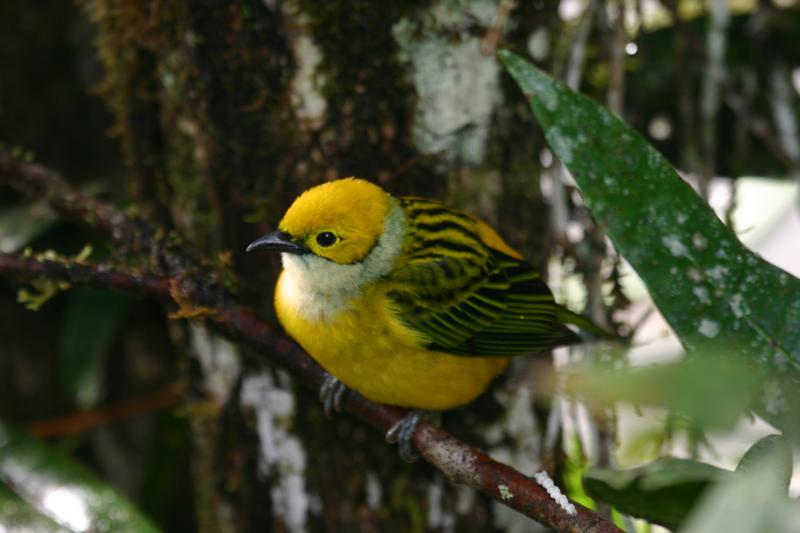 Silver-throated Tanager