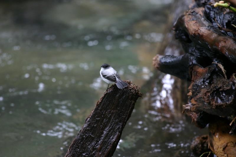 Torrent Tyrannulet