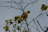 Roadside Hawk