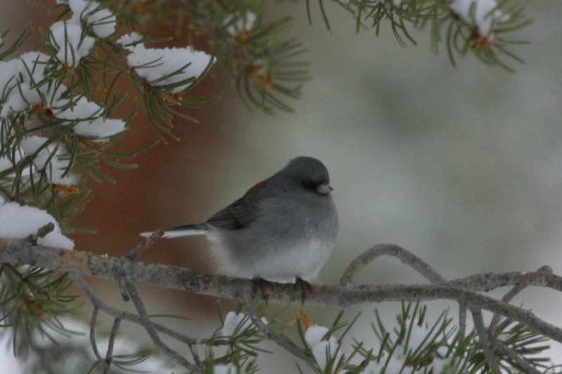 Dark-eyed Junco I