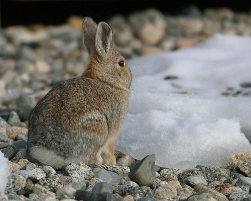 Deck Rabbit