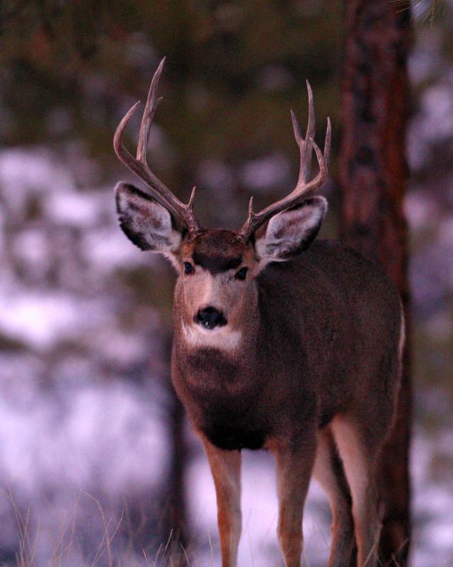 Mule Deer 25