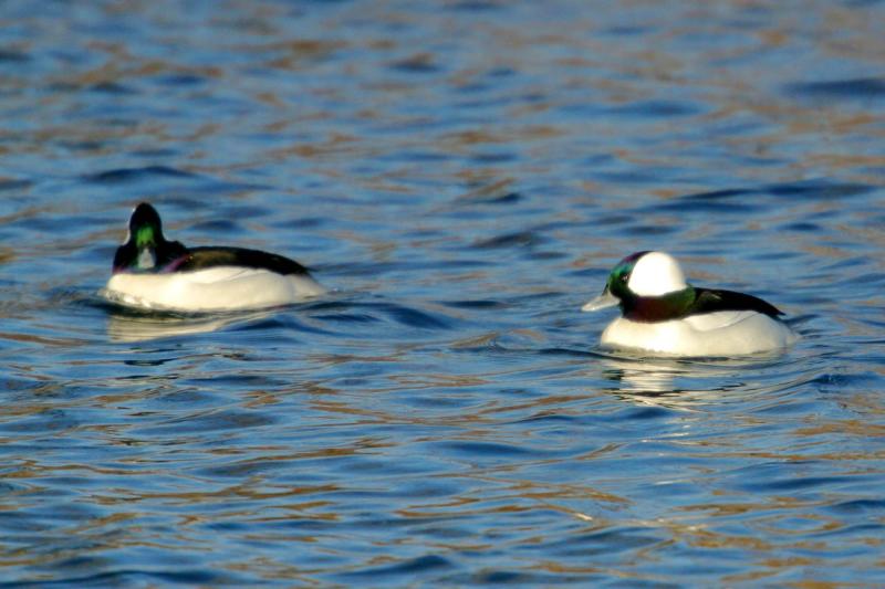 Bufflehead Ducks II