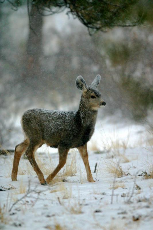 Mule Deer 32