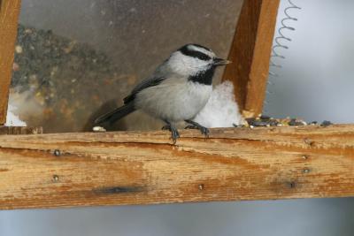 Mountain Chickadee I