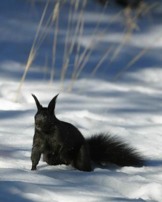 Black Squirrel I