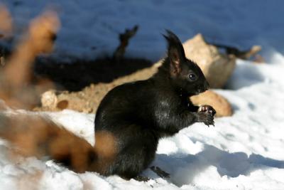 Black Squirrel II