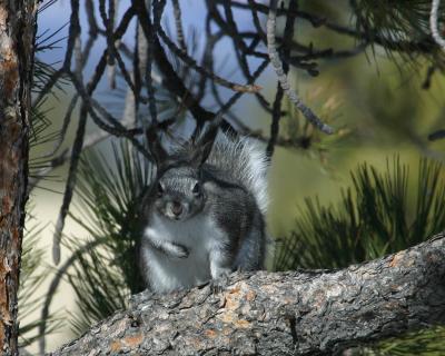 Gray Squirrel I
