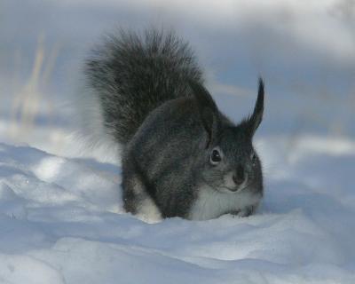 Gray Squirrel II