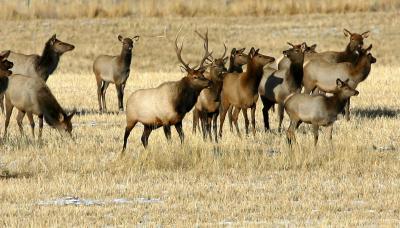 Elk Herd I